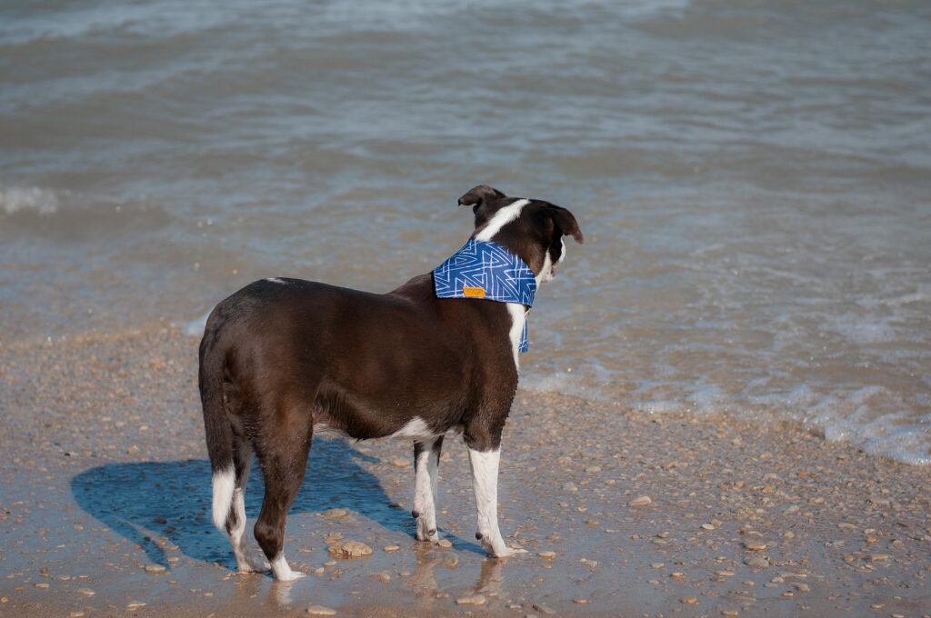 Unleashed with Love Dog Photography at the Beach Dog Staring at Water
