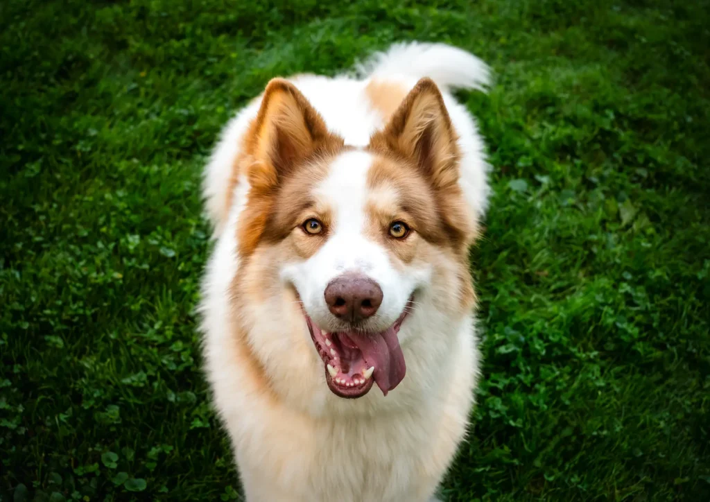 UnleashedWithLove 0379 KODIAK