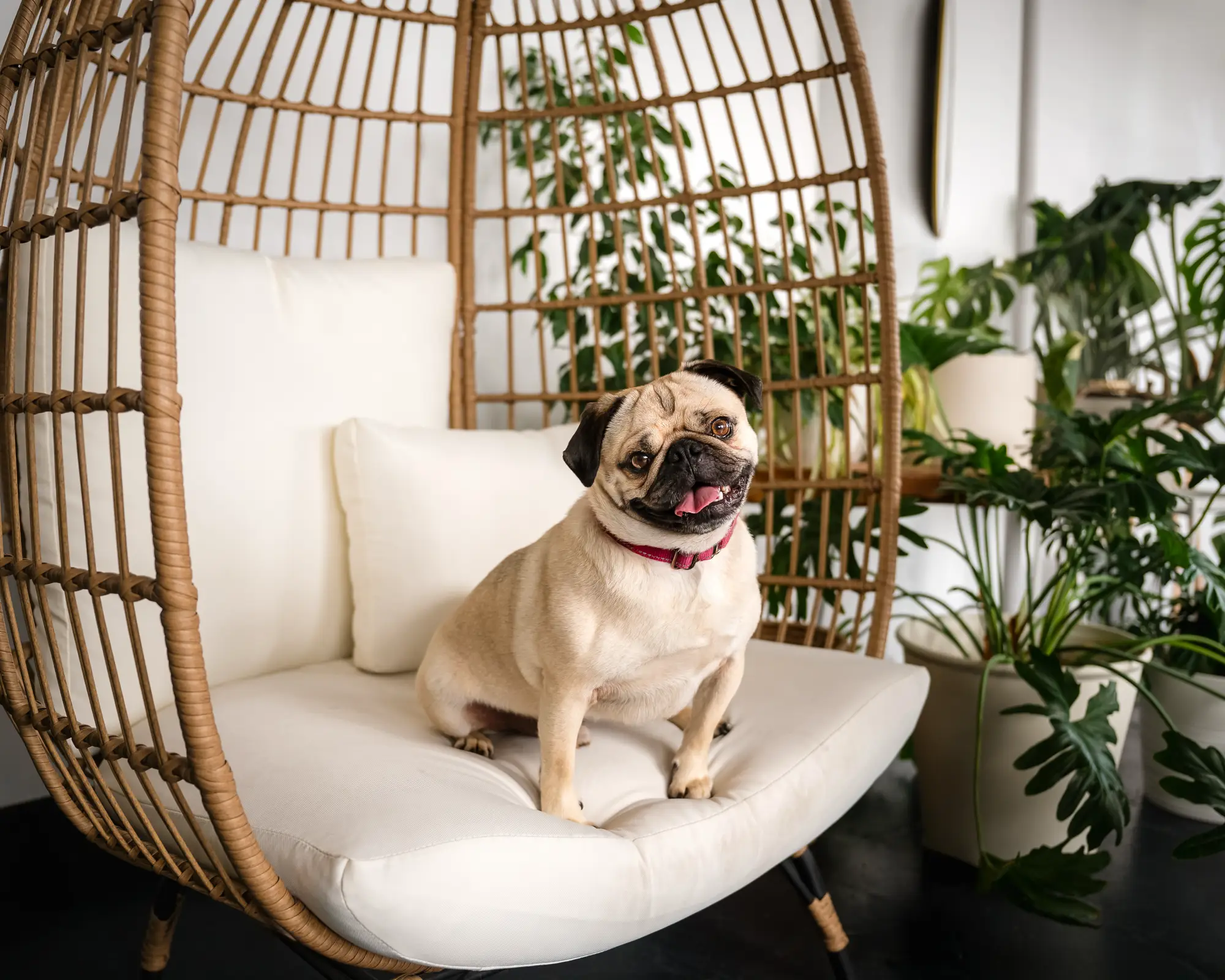 UnleashedWithLove_1140_EDGARALLENPUG