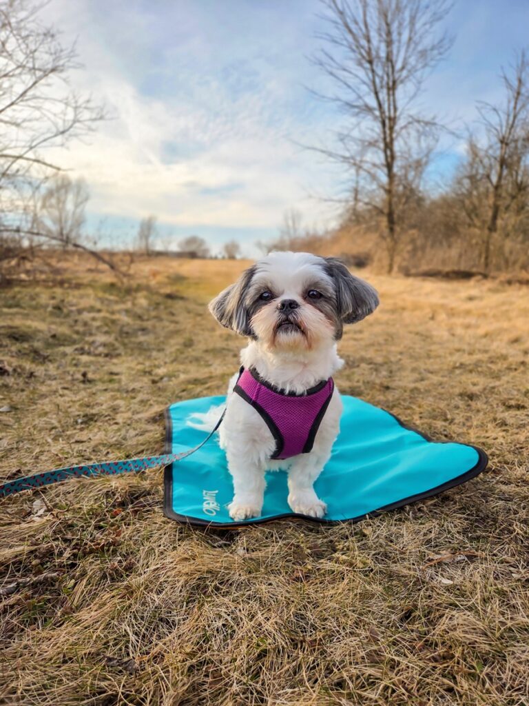 Small dog sitting calmly on a teal settle mat outdoors during a professional dog photography session in Milwaukee