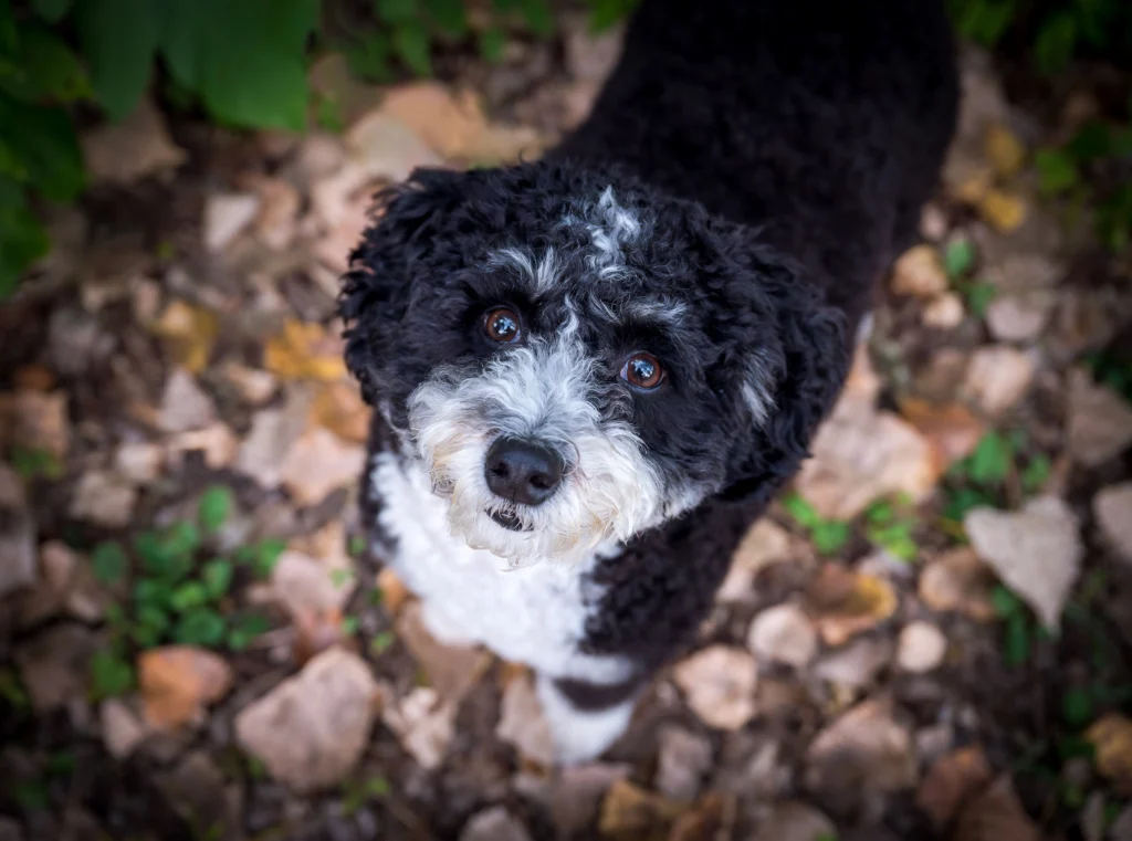 Milwaukee dog photography minibernedoodle jacobus park