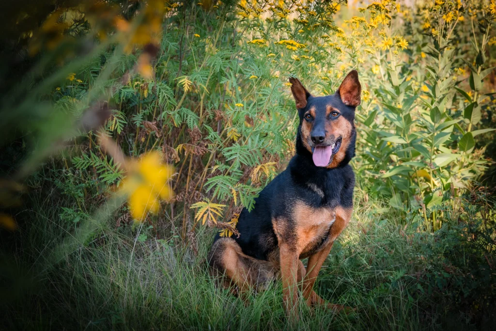 Milwaukee dog photography wauwatosa