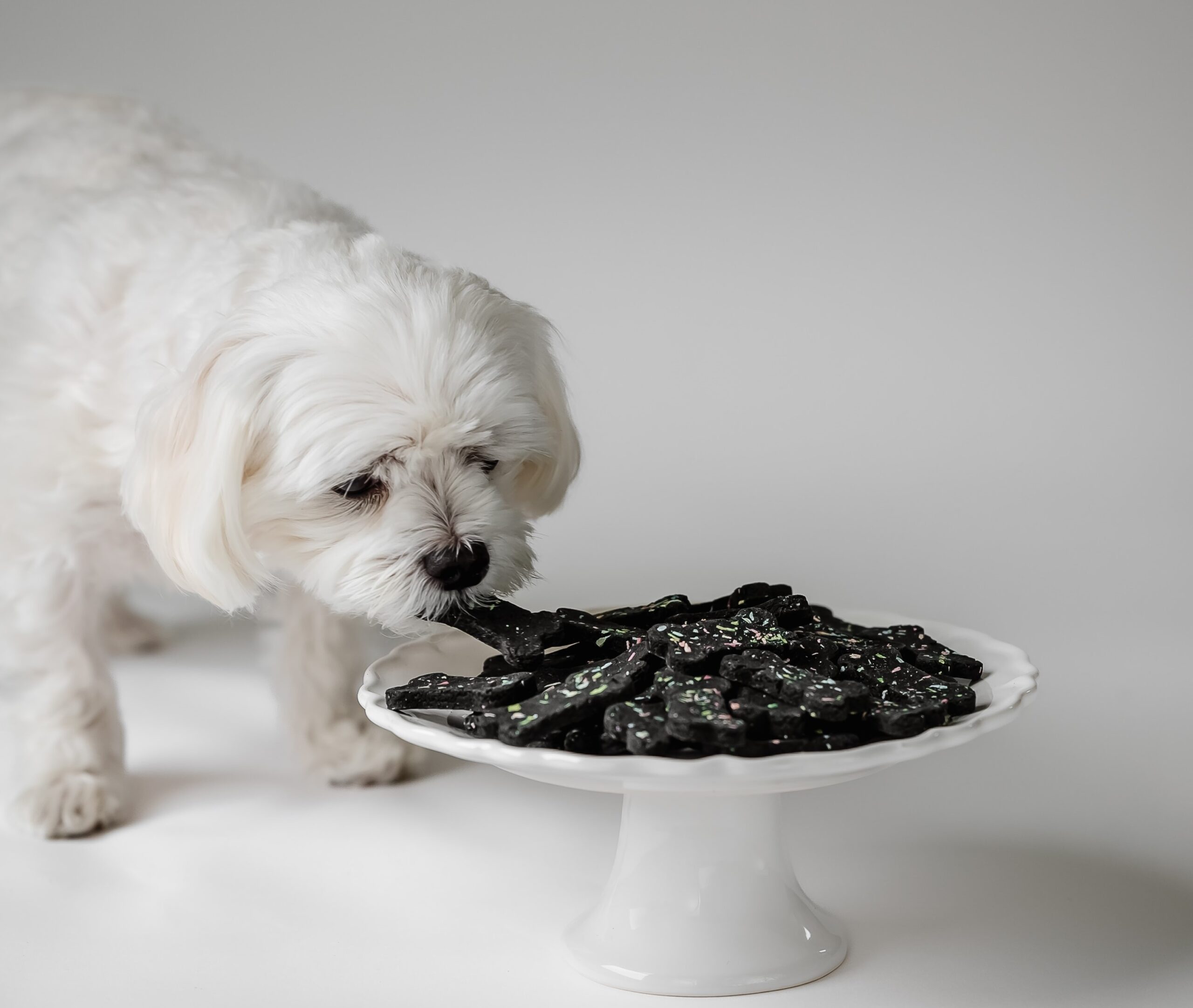 Dog eating dog treats from a cake stand