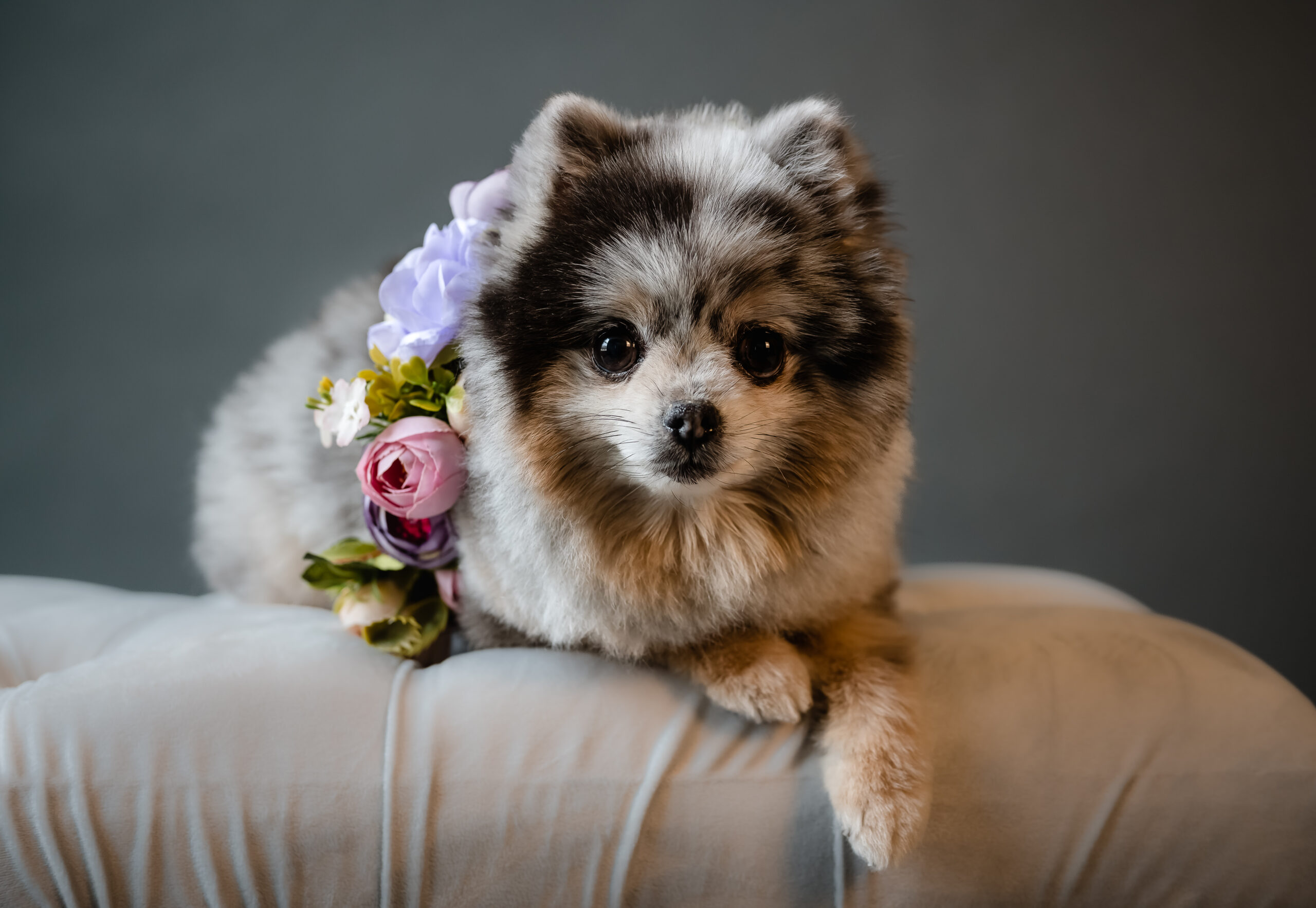 Dog wearing a flower crown