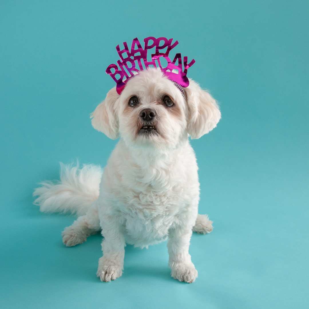 Dog wearing a Happy Birthday Hat