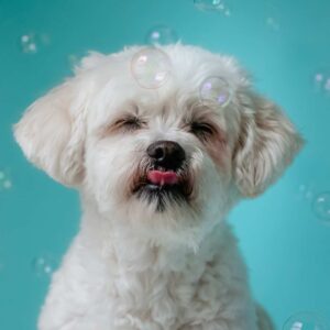 Dog surrounded by bubbles