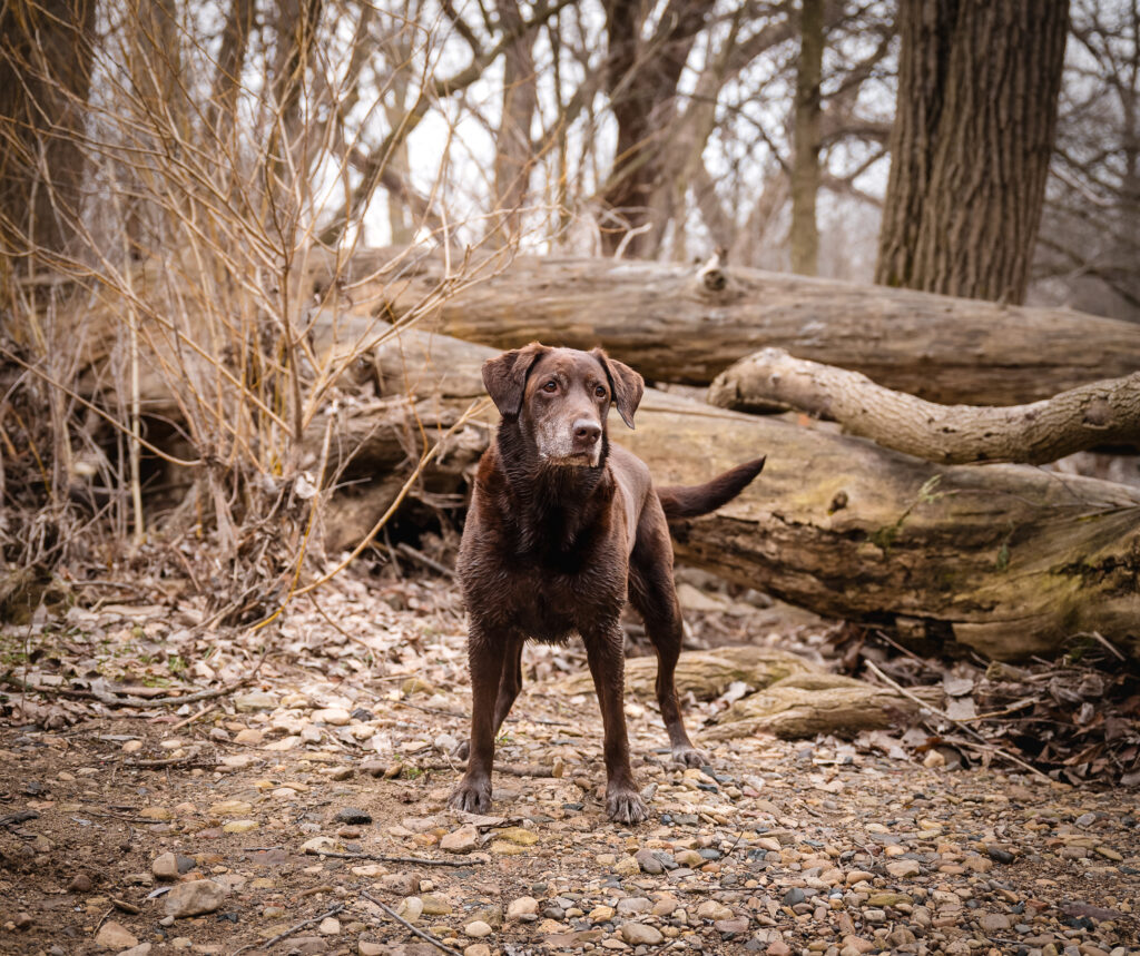 dog standing in a forest area in winter during a senior dog photography session 